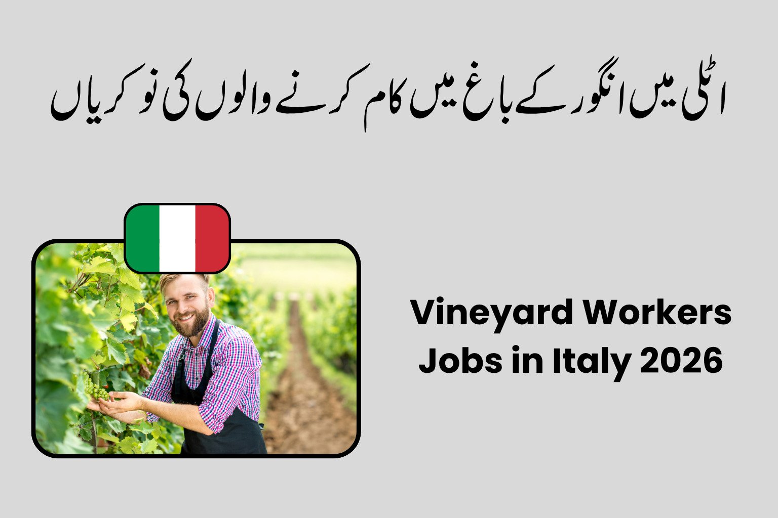 Vineyard Workers Jobs in Italy